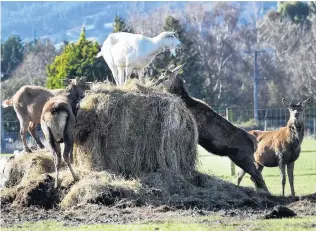  ?? PHOTO: STEPHEN JAQUIERY ?? Pecking order . . . A goat holds the high ground as it shares baleage with deer in Riccarton Rd on the Taieri.