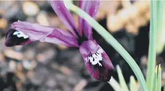  ?? ?? SMALL WONDER: Iris reticulata is one of the highlights of early spring.