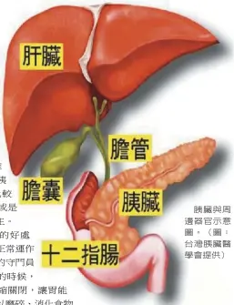  ??  ?? 胰臟與周邊器官示意圖。（圖：台灣胰臟醫學會提供）