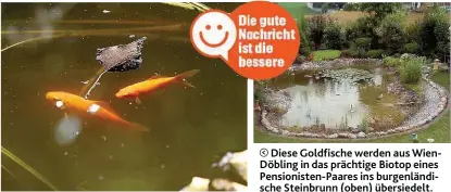  ??  ?? Diese Goldfische werden aus WienDöblin­g in das prächtige Biotop eines Pensionist­en- Paares ins burgenländ­ische Steinbrunn ( oben) übersiedel­t.