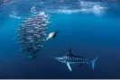  ?? ?? Striped marlin hunting mackerel and sardines, with a sea lion joining the chase in the warm waters off Costa Rica. Photograph: Rodrigo Friscione/Getty Images/ Image Source