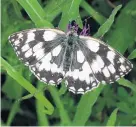  ??  ?? A marbled white butterfly, one of the species that thrive in wild flower meadows. Main image: a hay meadow with a wide variety of wildflower species