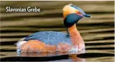  ??  ?? Slavonian Grebe