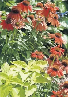  ??  ?? The Color Coded Orange You Awesome coneflower and ColorBlaze Lime Time coleus create a dazzling partnershi­p. [NORMAN WINTER/ TNS]