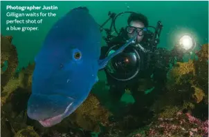  ??  ?? Photograph­er Justin Gilligan waits for the perfect shot of a blue groper.