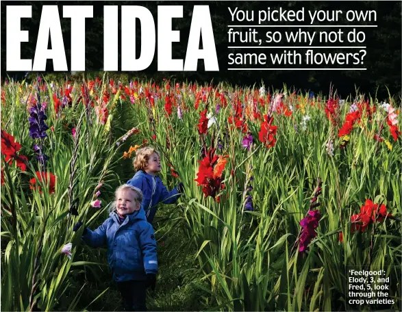 ??  ?? ‘Feelgood’: Elody, 3, and Fred, 5, look through the crop varieties
