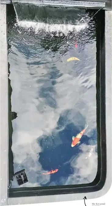  ??  ?? My Koi pond as seen from above