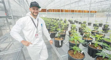  ?? JASON PAYNE/FILES ?? Tantalus Labs co-founder Dan Sutton, seen at his company’s Sun Lab cannabis-growing facility in Maple Ridge, says a greenhouse environmen­t uses 90 per cent less electricit­y than an indoor facility. He says it doesn’t make sense to replace sunlight with...