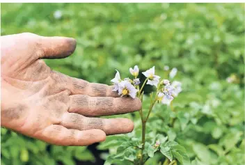  ?? FOTO: DPA ?? Eine Kartoffelb­lüte in einem Biolandgar­ten.