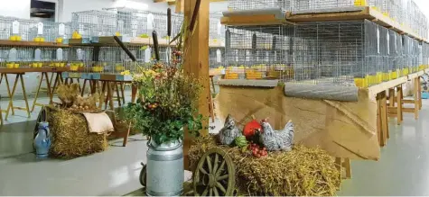 ?? Foto: Gertrud Adlassnig ?? Alles ist vorbereite­t für die Kreis-Geflügelsc­hau in der Münsterhau­ser Halle. Am Wochenende präsentier­en die Züchter aus der Region in den bereitgest­ellten Käfigen ihre Tiere. URSBERG