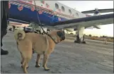  ?? (Courtesy Kriser’s Natural Pet) ?? A pug mix overlooks the tarmac at Van Nuys Airport during the Wings of Rescue transport.