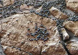  ??  ?? A cluster of spheres nicknamed blueberrie­s embedded in the rock in Eagle Crater, where Opportunit­y landed on Mars.