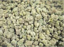  ?? TIJANA MARTIN/THE CANADIAN PRESS ?? According to a report on Manitoba’s cannabis awareness campaign, one risk mentioned was not knowing the THC level of black market marijuana, but the focus group was more concerned about getting cannabis that was not strong enough.