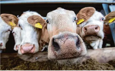  ?? Foto: Jens Büttner/dpa ?? Die Agrarförde­rprogramme sollen das Tierwohl stärker in den Fokus nehmen.