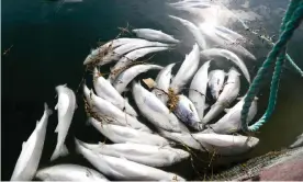  ?? Photograph: Berit Roald/AFP/Getty Images ?? Dead salmon in a fish farm in Lofoten, Norway, in May. Millions of farmed salmon have died there in recent weeks due to an algae bloom.