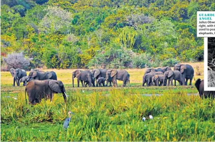  ??  ?? GUARDIAN ANGELJuliu­s Obwona, right, with traps used to poach elephants, left