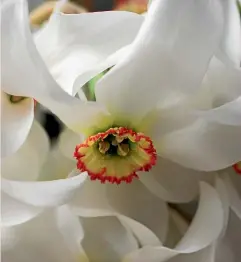  ?? JULIA ATKINSON-DUNN ?? The strongly scented ‘‘Pheasant’s Eye’’ is the last daffodil to flower in spring.