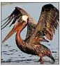  ?? WIN MCNAMEE/GETTY 2012 ?? Under a record settlement with BP, $404 million will go to aid water fowl affected in the Deepwater oil spill.