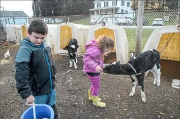  ?? Stephanie Strasburg/Post-Gazette ?? Anthony Brown, left, 8, carries a bucket of feed as his sister Nellie, 6, gets a lick from a baby calf as they do daily chores on their family farm, near Saltlick, Fayette County. More than half the children there live in poverty.