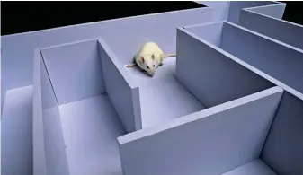  ??  ?? Even when rats have particular parts of their brain removed, they can still navigate a maze they’ve previously experience­d, suggesting that several parts of the brain are involved in memory