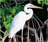  ??  ?? Spy Great White Herons, one of the many majestic birds that call the wild everglades home