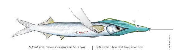  ??  ?? a Ba Slide the rubber skirt firmly down over the head of the bait. b Scrape scales from the body on both sides. To finish prep, remove scales from the bait’s body where the point of the hook lies so the hook won’t foul on scales during the strike.