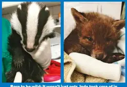  ?? ?? Born to be wild: It wasn’t just pets Jade took care of in the UK – she nursed a badger and a fox cub back to health.