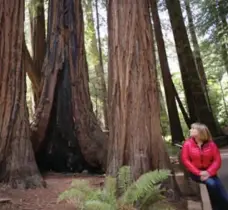  ?? MICHAEL MACOR/SAN FRANCISCO CHRONICLE ?? Emily Burns, director of science for Save the Redwoods League, believes a catastroph­e struck the forest centuries ago, forcing it to regenerate.