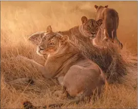  ?? ?? Lions of Hwange National Park