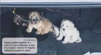  ?? Courtesy photo ?? Puppies gather together in a trunk of a car on Monday. A man was issued a citation for illegally selling the puppies in public.