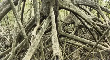  ?? COLIN YOUNG Dreamstime/TNS ?? Mangrove trees in Reserva Biological Nosara in Nosara, Costa Rica.