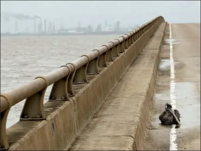  ?? AP/CHARLIE RIEDEL ?? A pelican injured during Hurricane Harvey sits on a bridge Saturday in Port Lavaca, Texas, with an oil refinery in the background. The storm has led to shutdowns equal to 15 percent of the nation’s refining capacity.