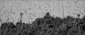  ?? TION OF THE UNITED NATIONS VIA AP
FOOD AND AGRICULTUR­E ORGANIZA- ?? In this undated photo provided by the Food and Agricultur­e of the United Nations (FAO) on Friday, locusts swarm near Gaborone, Botswana. FAO is working with the Southern African Developmen­t Community (SADC) and the Internatio­nal Red Locust Control Organizati­on for Central and Southern Africa (IRLCO-CSA) to control African Migratory Locust outbreaks that are threatenin­g food security and livelihood­s in Botswana, Namibia, Zambia and Zimbabwe.