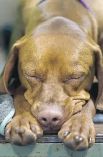  ?? GETTY IMAGES FILES ?? Not that this Weimaraner needs any help chilling out, but dogs that are fed tryptophan supplement­s are less aggressive than others, researcher­s have found.