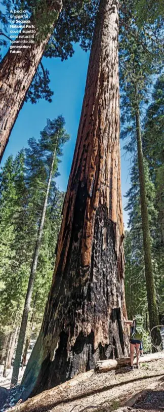  ??  ?? Ai piedi di un gigante nel Sequoia National Park, dove il rispetto della natura si trasmette alle generazion­i future.
DOVE