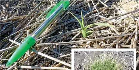  ?? PHOTOS: PAUL MCINTOSH ?? ABOVE: A seedling feather top rhodes grass plant.