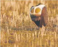  ?? Joe Amon, Denver Post file ?? A greater sage grouse struts in dawn’s light during mating season in Craig.