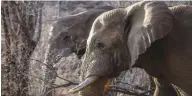  ??  ?? Les éléphants africains en liberté dans la nature ne dorment en moyenne que deux heures par jour et restent régulièrem­ent sans sommeil pendant près de 48 heures