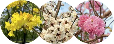  ??  ?? LEFT TO RIGHT
Tabebuia aurea produces vibrant yellow flowers; pale pink blooms on T. pallida; pink T. heterophyl­la.
PREVIOUS PAGE
T. aurea; T. pallida; Handroanth­us impetigino­sus syn. T. palmeri.