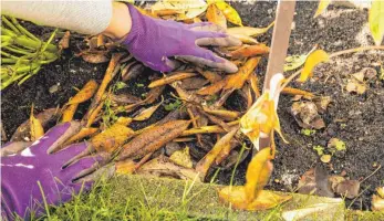  ??  ?? Eine dicke Mulchschic­ht fördert die Lebewesen in der Erde, die wichtig für eine lockere Bodenstruk­tur sind. In den Wintermona­ten bleibt das Bodenleben außerdem länger aktiv, weil die Temperatur­en nicht so stark absinken.