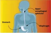  ??  ?? Stomach Upper oesophagea­l sphincter Diaphragm