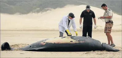  ?? Picture: MARK ANDREWS ?? UNUSUAL SIGHT: East London Museum natural scientist Kevin Cole, with Roche Henning and Desmond Bekker at the scene near Cove Rock, where a beaked-whale washed up recently