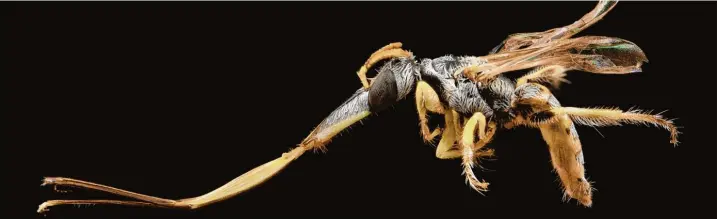  ?? Fotos: Sam Droege ?? Die „Langnasige Sandliebha­berin“ist in der Atacamawüs­te in Chile zu Hause. Das ist eine der trockenste­n Gegenden der Erde. Damit der Nektar nicht verdunstet, verstecken viele Pflanzen ihn tief in ihren Blüten. Daher brauchen nektarsuch­ende Bienen einen...