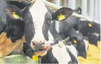  ?? Picture: Shuttersto­ck. ?? The focus will be on ration formulatio­n for lactating cows.