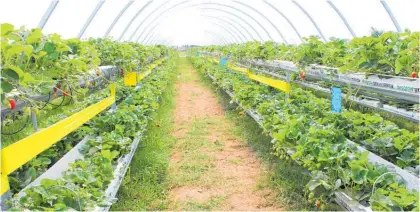  ??  ?? Strawberri­es grown in poly tunnels at Lewis Farms.