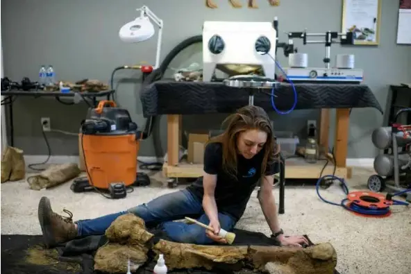 Art of solving ancient dinosaur fossil 'puzzles' - PressReader