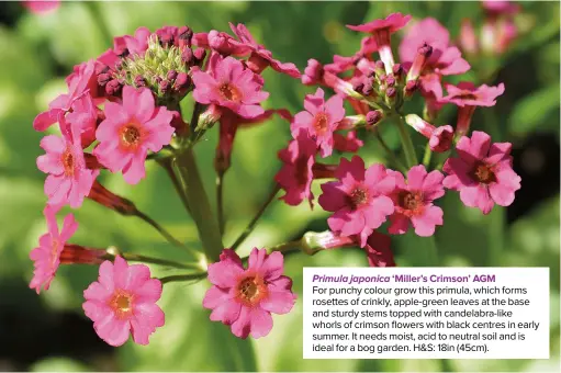  ?? ?? Primula japonica ‘Miller’s Crimson’ AGM
For punchy colour grow this primula, which forms rosettes of crinkly, apple-green leaves at the base and sturdy stems topped with candelabra-like whorls of crimson flowers with black centres in early summer. It needs moist, acid to neutral soil and is ideal for a bog garden. H&S: 18in (45cm).