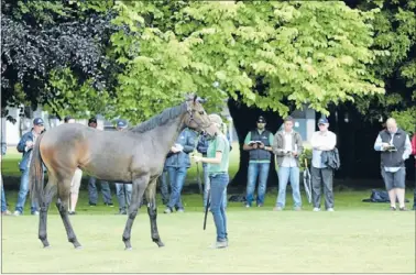  ?? Photo: TRISH DUNELL ?? Visiting Australian­s: Get an early insight to the National Yearling Sales at Waikato Stud last week.