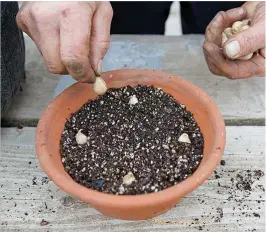  ??  ?? Pot up Iris reticulata bulbs in autumn for a winter display