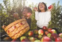  ??  ?? Above, siblings share laughs and find joy in picking apples at Silverman’s Farm in Easton, which is celebratin­g its 100th anniversar­y this year. At right, Blue Jay Orchards in Bethel plans to open for pick- your- own apples in August.